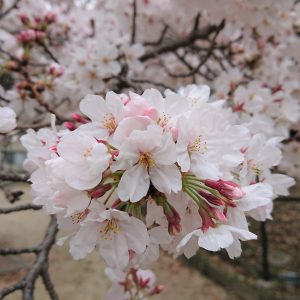 桜、満開