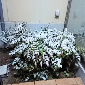 雪が舞う