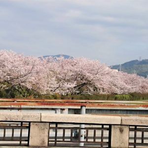 桜満開