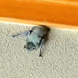 きゃーっ！