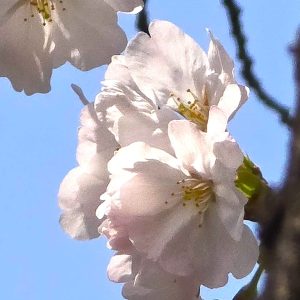 桜が咲いた