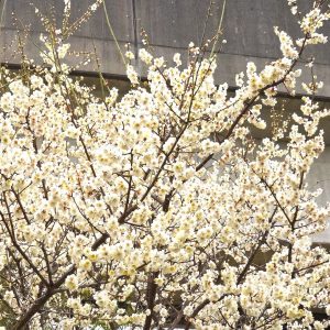 白梅が満開