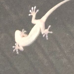 我が家のペット？